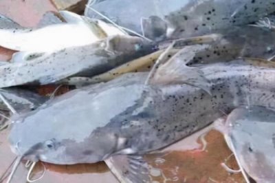 養(yǎng)殖什么魚賺錢，選擇這幾種魚年收入十萬不是問題