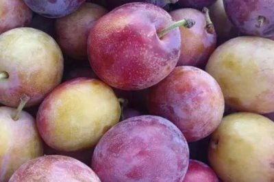 西梅和李子的區(qū)別，形狀、口味、產(chǎn)地和價(jià)格均不同