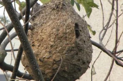 野生馬蜂窩的價(jià)格，食用型蜂窩一斤通常超過80元