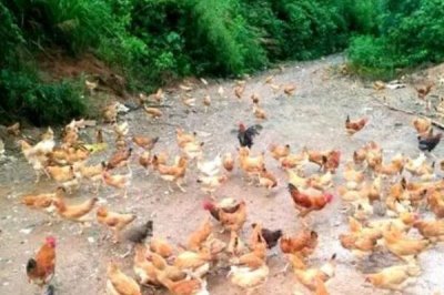 土雞的散養(yǎng)要點，一定要選擇好一點的雞苗