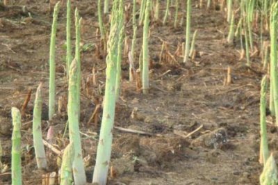 蘆筍苗期怎么管理，定植后要做好補苗、中耕除草等工作