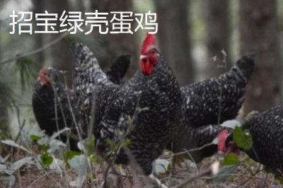 產(chǎn)蛋率高的雞品種,部分也可作為肉雞養(yǎng)殖