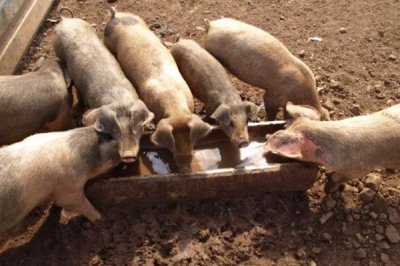 豬飼料能不能長期添加葡萄糖，葡萄糖不可以長時間使用