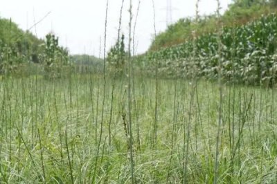 知母的種植注意事項，可以在春、秋兩季種植