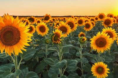 向日葵什么時(shí)候開花，一般在7-8月開花