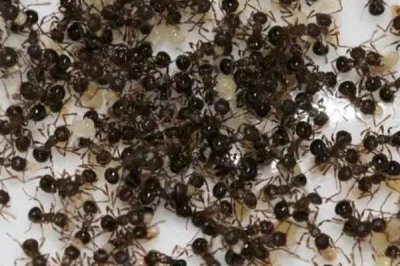 怎么人工養(yǎng)殖螞蟻，需挑選體型大、繁殖能力強(qiáng)的品種作為種蟻