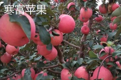 寒富蘋果的產(chǎn)地，主產(chǎn)地在中國北方