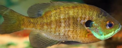 太陽(yáng)魚(yú)的價(jià)格，一斤需要12-16元左右
