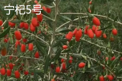 枸杞在哪里有產(chǎn)，我國(guó)寧夏是全國(guó)范圍內(nèi)最大的產(chǎn)地