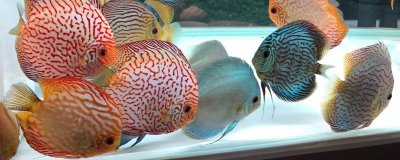 七彩神仙魚適合喂什么飼料，可飼喂冷凍紅蟲、線蟲、豐年蝦等食物