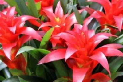 讓鴻運當(dāng)頭開花的方法，每天要接受4小時左右的散射光