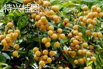 四川瀘州市的特色水果，有張壩桂圓、特興桂圓、九獅香柚等