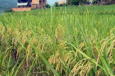 廣優(yōu)151水稻種簡介，秧田播種量每畝13千克