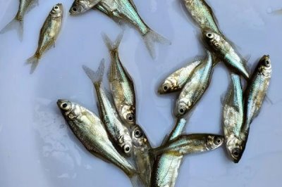 邊魚(yú)苗的產(chǎn)地,屬于順德的特色漁業(yè)產(chǎn)品