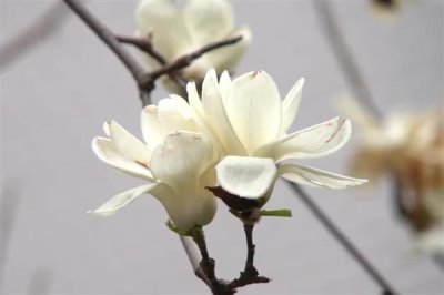 玉蘭花的寓意，寓意忠貞愛情、知恩圖報等
