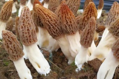 羊肚菌的種植技術(shù)，在10-12月份進(jìn)行播種