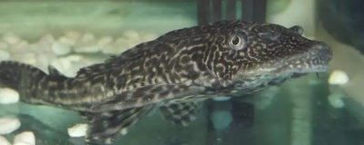 清道夫能和金魚混養(yǎng)嗎，不能和金魚混養(yǎng)