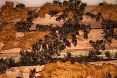 蜜蜂秋繁獎勵飼喂多長時間，每天飼喂直到越冬期來臨前21天