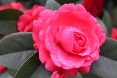 茶花的主產(chǎn)地，我國(guó)茶花主產(chǎn)于云南