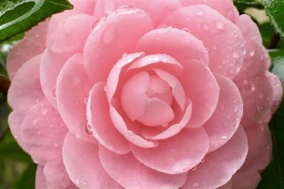 山茶花的花語(yǔ)是什么，寓意謙讓高潔、理想的愛(ài)等